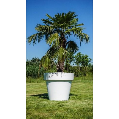 chamaerops_gartentopf