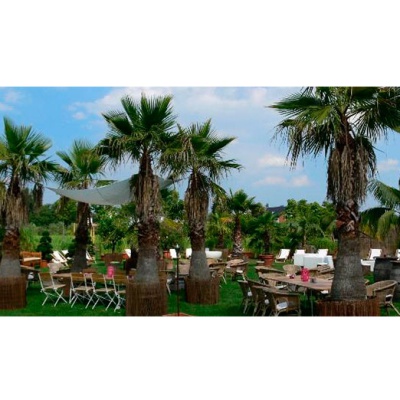 decher_gartenbereih-mit-vielen-washingtonia