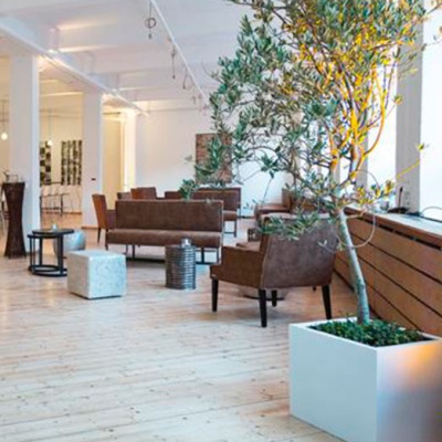 decher_olivenbaum-jung-im-weissen-kubus